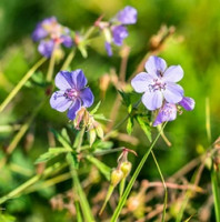 Jakého věku se dožívají byliny?